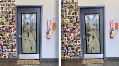 El adorable vídeo de una perra que se vuelve loca al ver al padre de su dueño