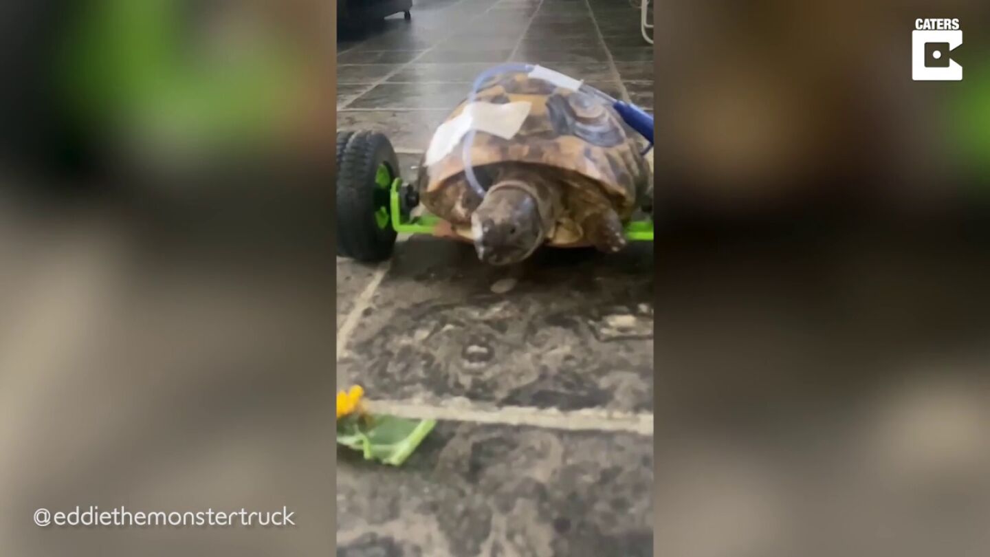 Una tortuga a la que le amputaron dos piernas vuelve a caminar gracias a una silla de ruedas