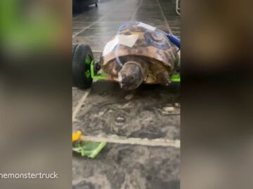 Una tortuga a la que le amputaron dos piernas vuelve a caminar gracias a una silla de ruedas
