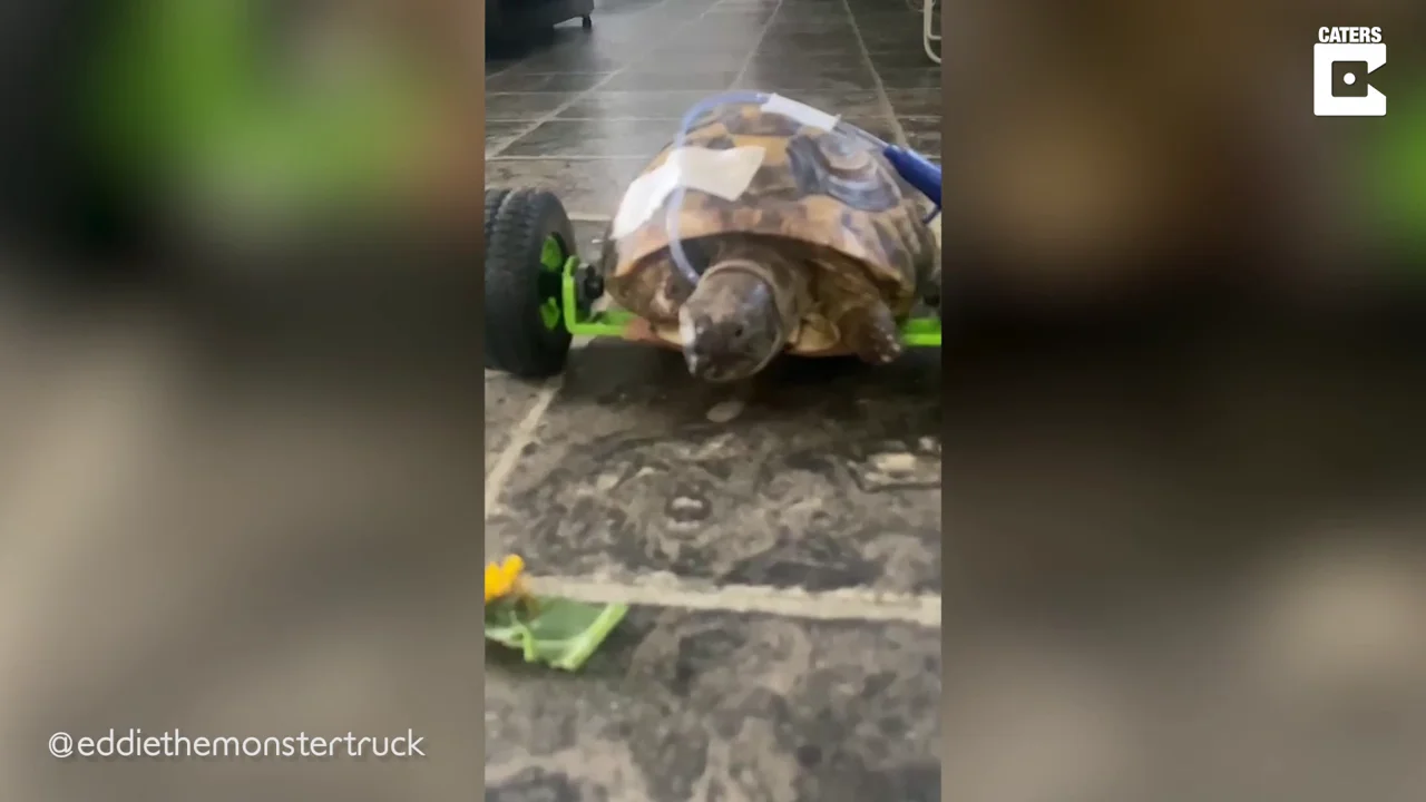 Una tortuga a la que le amputaron dos piernas vuelve a caminar gracias a una silla de ruedas