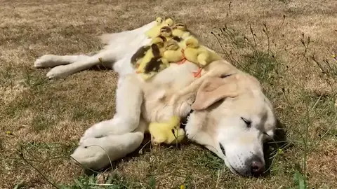 Un labrador llamado Fred adopta una camada de 15 patitos huérfanos por segunda vez Un labrador llamado Fred adopta una camada de 15 patitos huérfanos por segunda vez