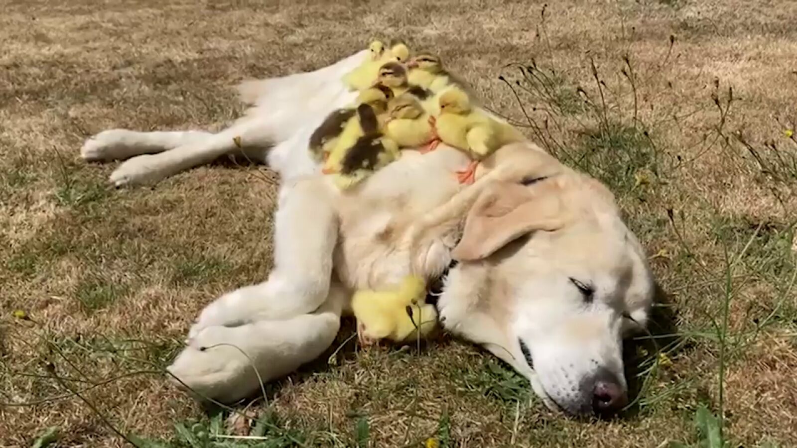 Un labrador llamado Fred adopta una camada de 15 patitos huérfanos por segunda vez