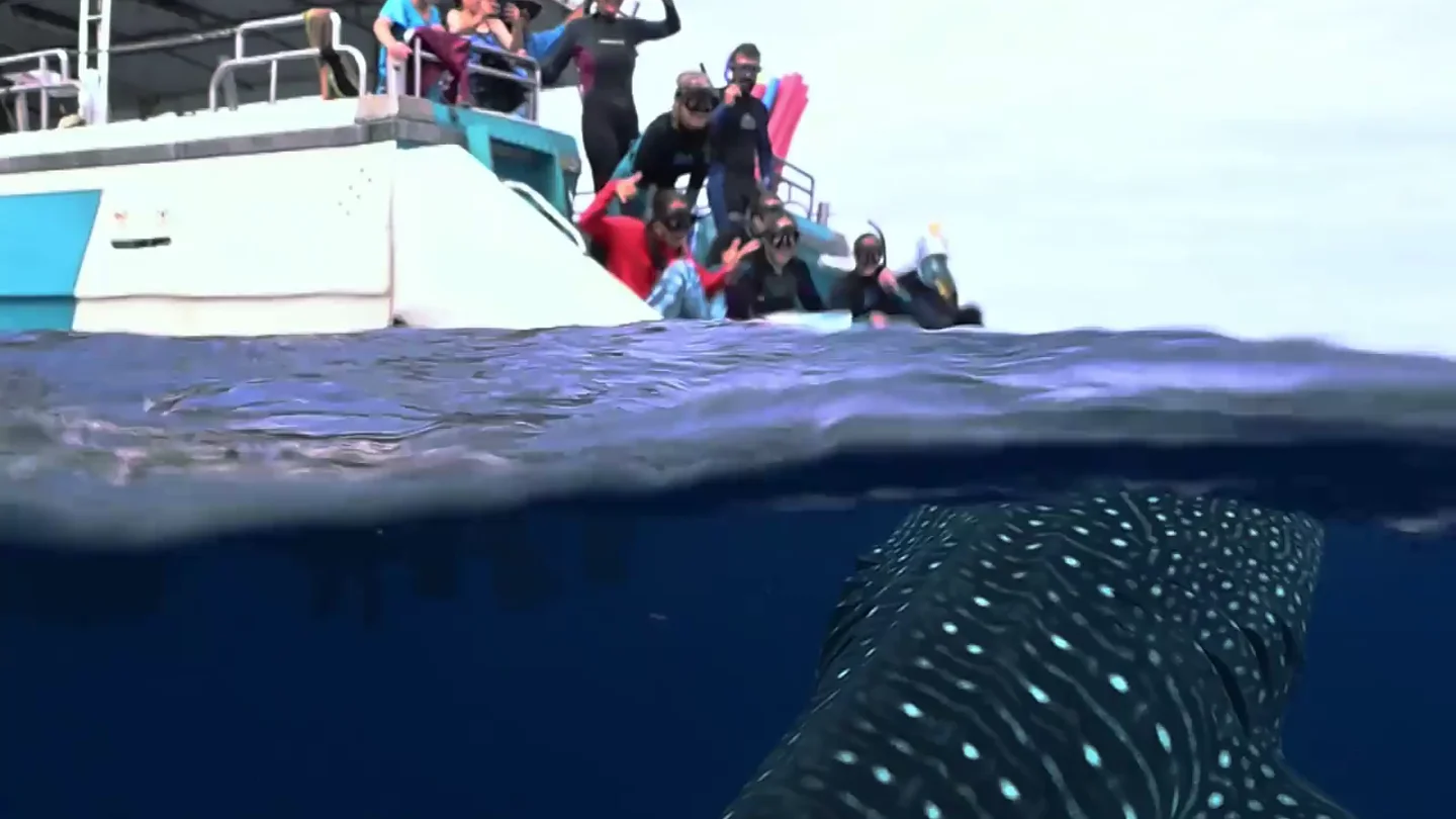 Un tiburón ballena está a punto de devorar un barco de turistas Un tiburón ballena está a punto de devorar un barco de turistas