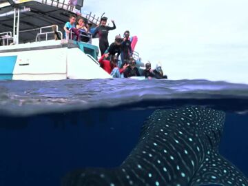 Un tiburón ballena está a punto de devorar un barco de turistas