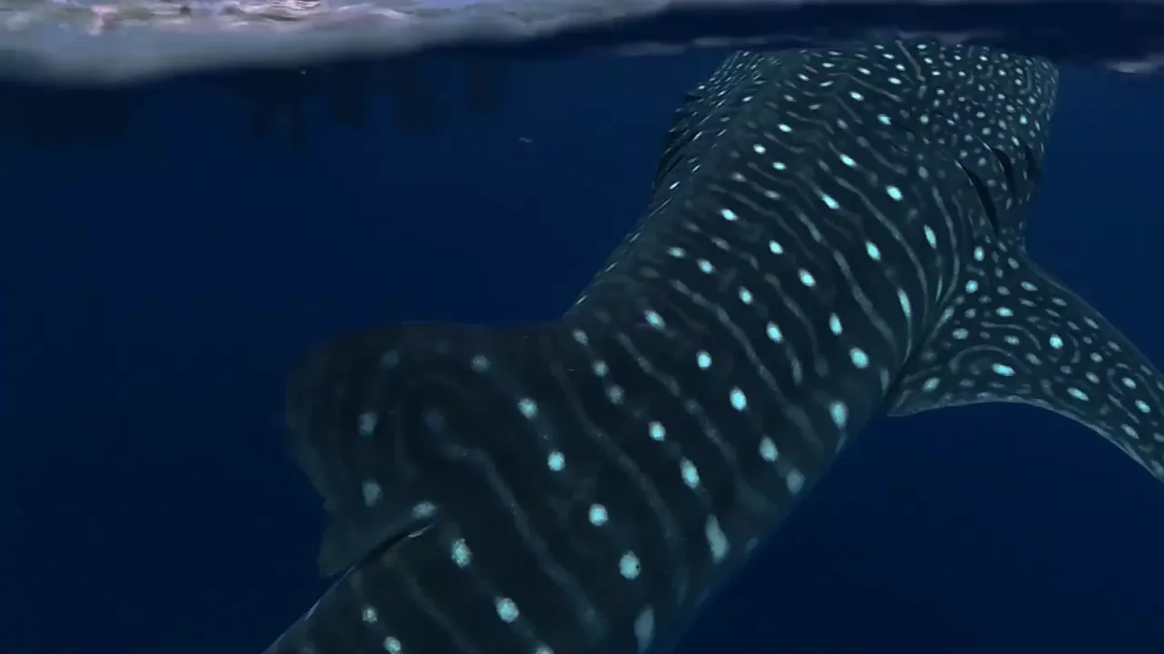 Un tibur&oacute;n ballena est&aacute; a punto de devorar un barco de turistas