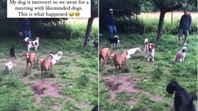 El divertido momento en que un grupo de perros tímidos no saben qué hacer en una reunión de mascotas 'introvertidas'