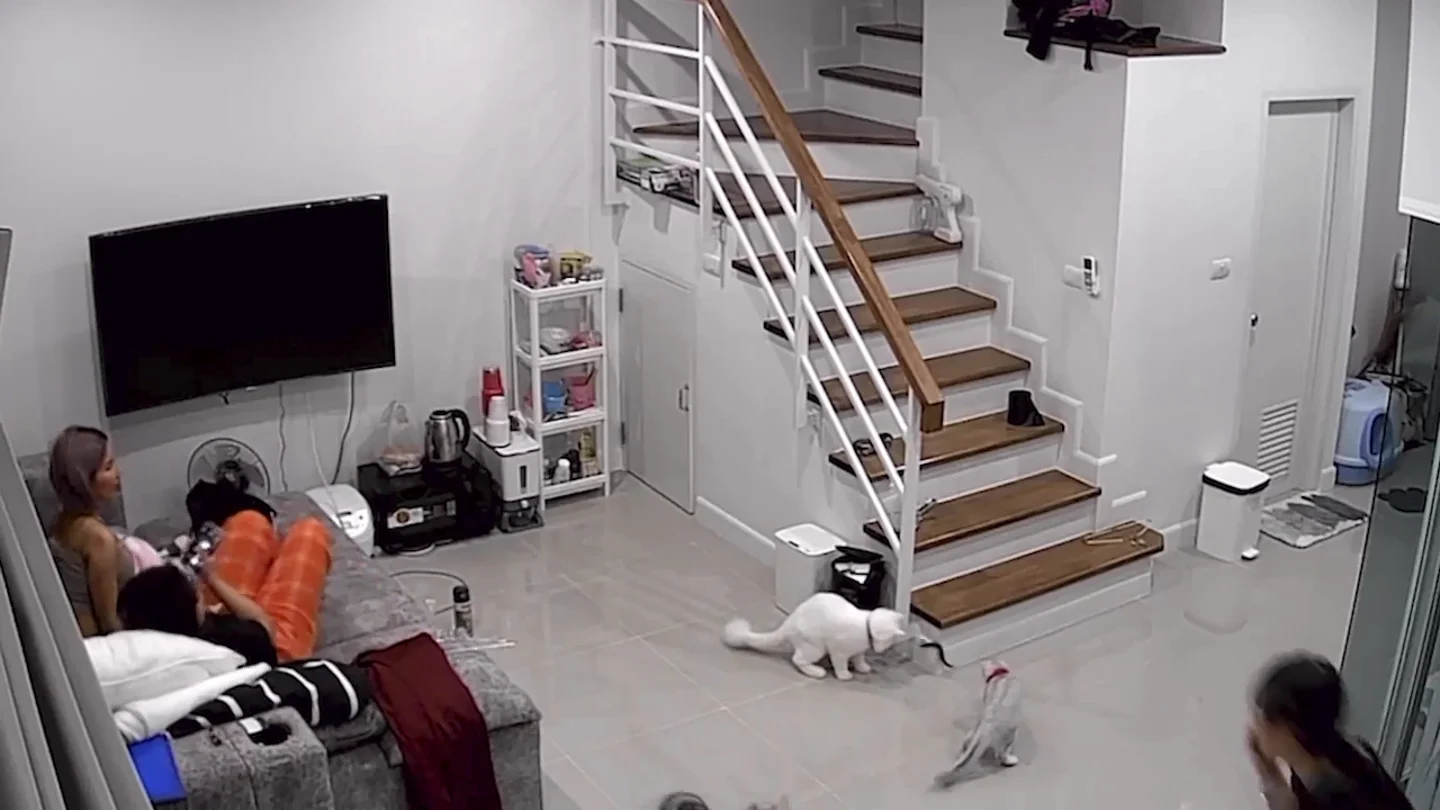 Dos gatos salvan a su familia cuando un gran ciempiés venenoso entra en casa Dos gatos salvan a su familia cuando un gran ciempiés venenoso entra en casa