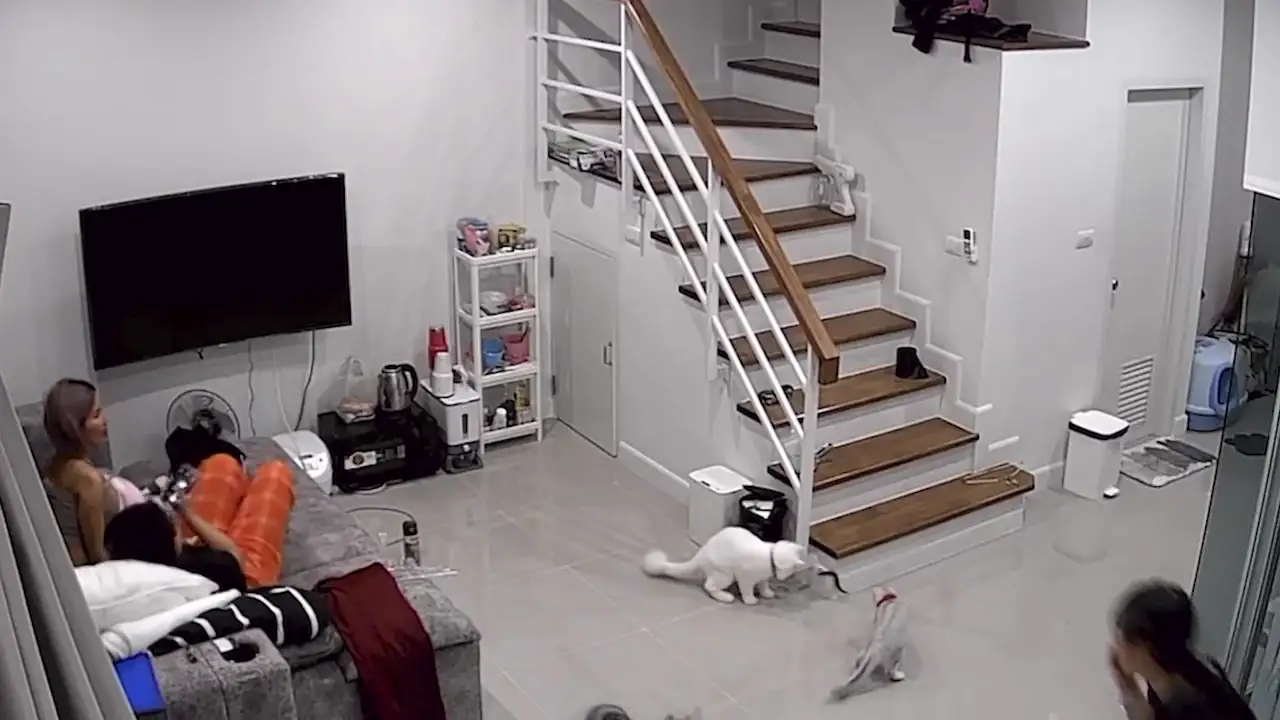 Dos gatos salvan a su familia cuando un gran ciempiés venenoso entra en casa