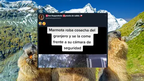 Una marmota le roba la fruta de su huerto y se la come delante de la cámara de seguridad Una marmota le roba la fruta de su huerto y se la come delante de la cámara de seguridad