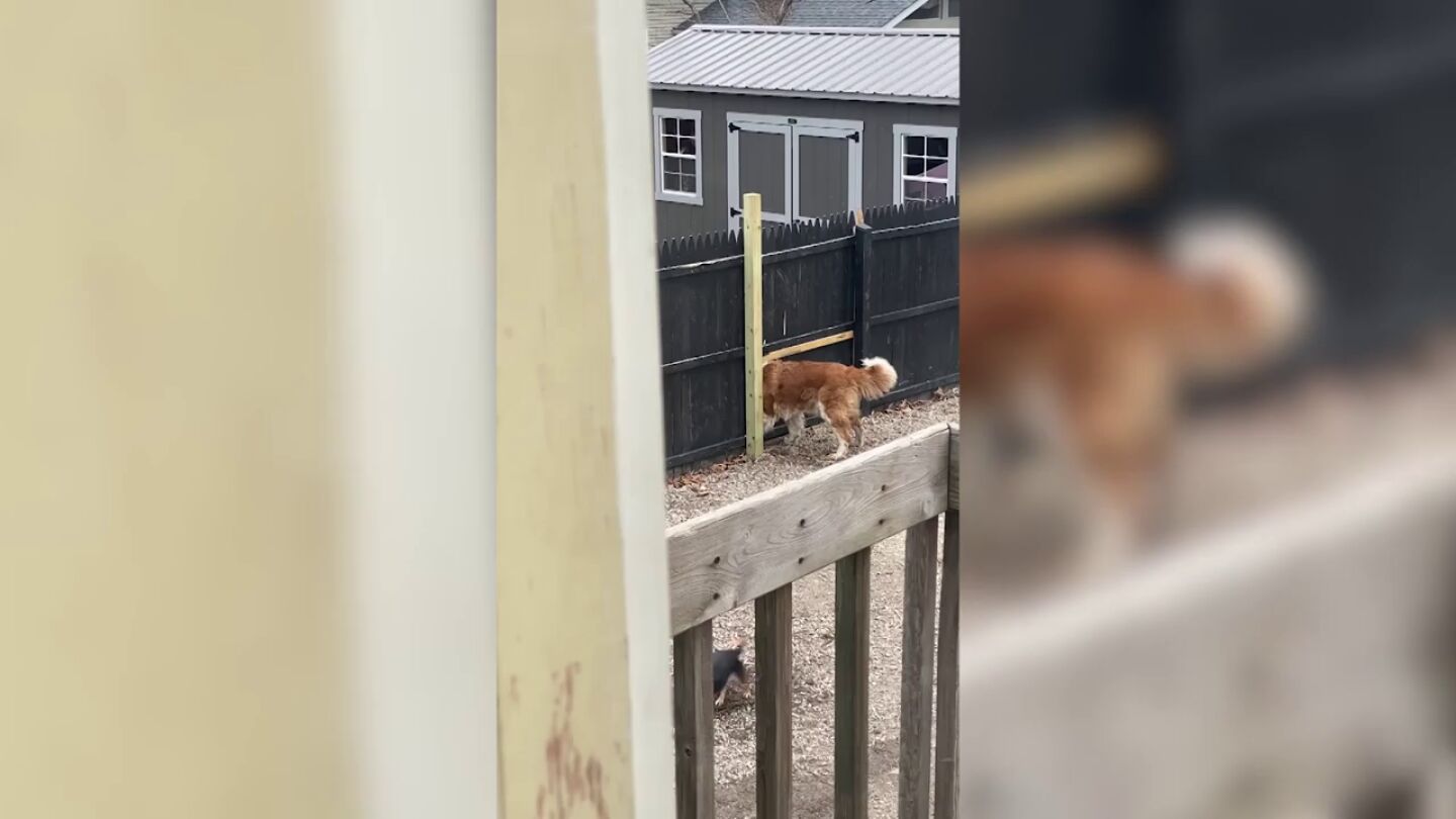 Este perro hace un agujero en la verja que le separa de su vecino por el motivo m&aacute;s tierno