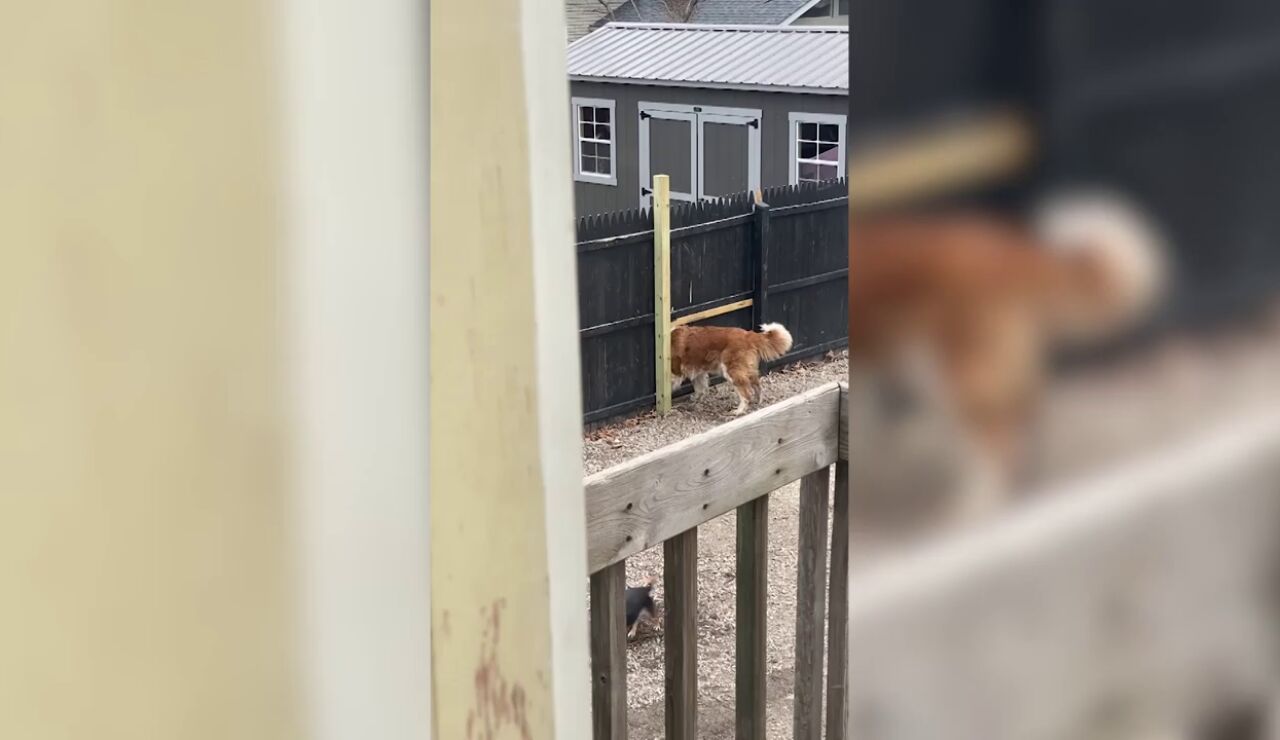 Este perro hace un agujero en la verja que le separa de su vecino por el motivo más tierno