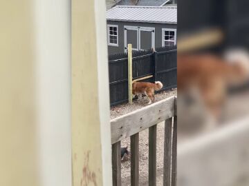 Este perro hace un agujero en la verja que le separa de su vecino por el motivo más tierno