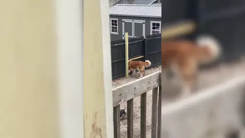 Este perro hace un agujero en la verja que le separa de su vecino por el motivo más tierno Este perro hace un agujero en la verja que le separa de su vecino por el motivo más tierno