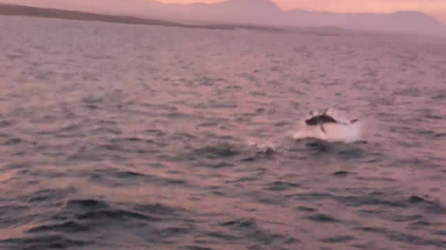 La &eacute;pica batalla entre un gran tibur&oacute;n blanco y un lobo marino