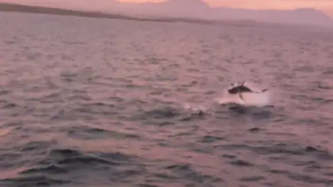 La épica batalla entre un gran tiburón blanco y un lobo marino La épica batalla entre un gran tiburón blanco y un lobo marino