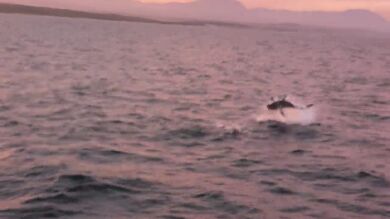La épica batalla entre un gran tiburón blanco y un lobo marino