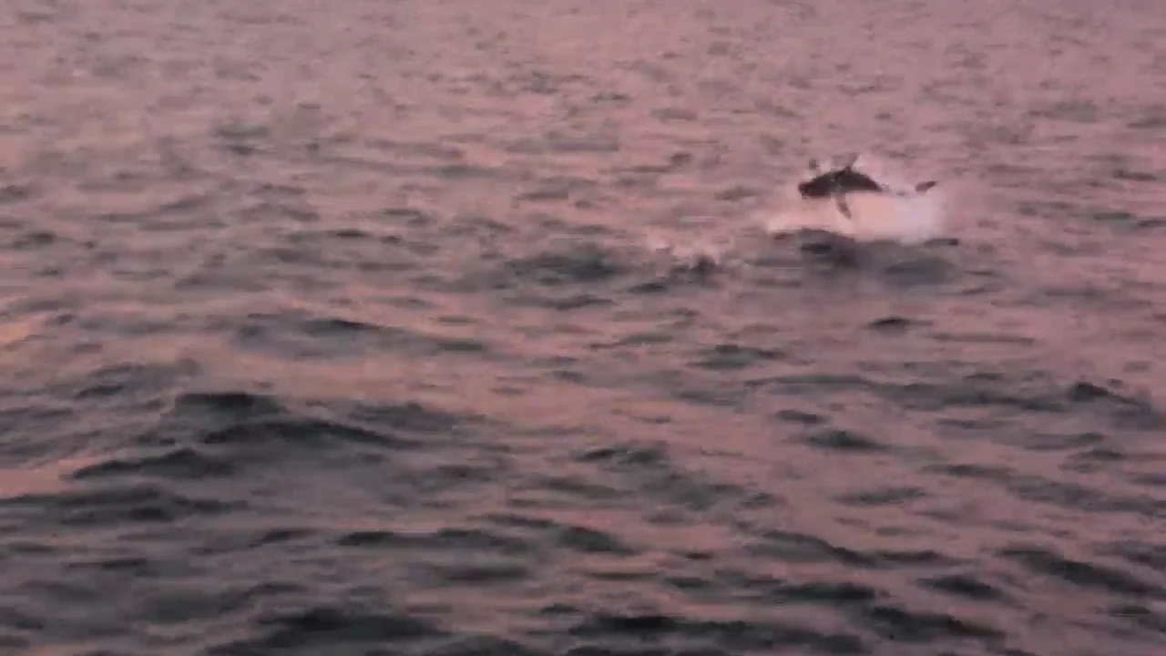 La épica batalla entre un gran tiburón blanco y un lobo marino La épica batalla entre un gran tiburón blanco y un lobo marino