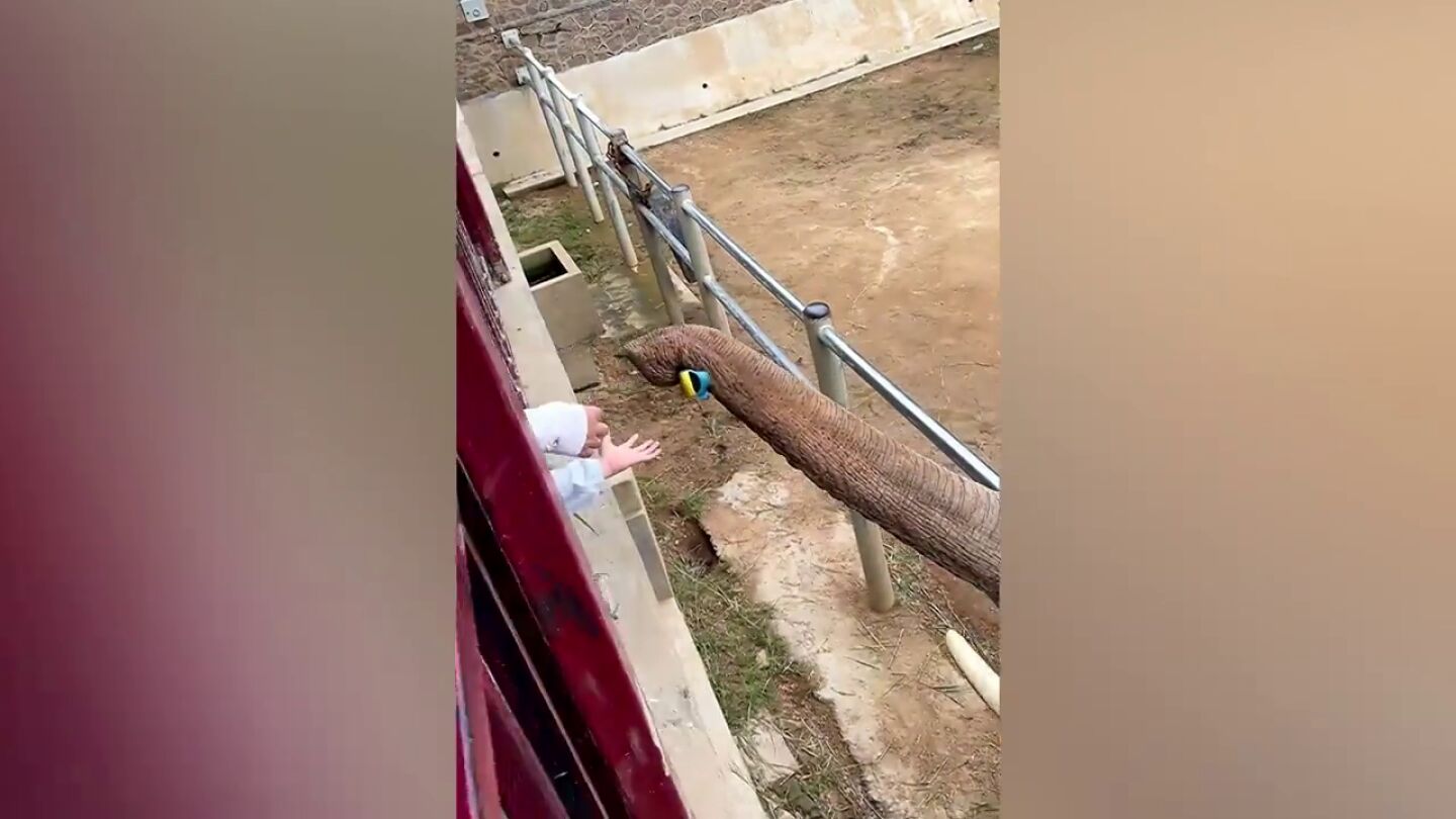 Un elefante devuelve a un ni&ntilde;o el zapato que se le cay&oacute; en su recinto en zoo de China