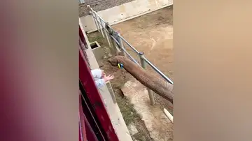 Un elefante devuelve a un niño el zapato que se le cayó en su recinto en zoo de China