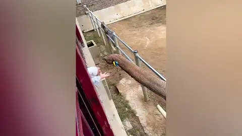 Un elefante devuelve a un niño el zapato que se le cayó en su recinto en zoo de China Un elefante devuelve a un niño el zapato que se le cayó en su recinto en zoo de China