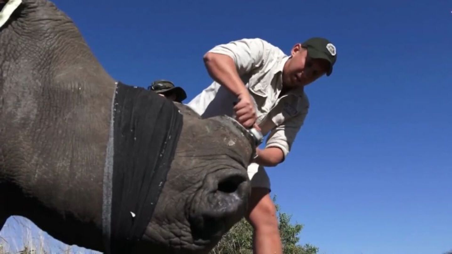 As&iacute; descuernan a los rinocerontes en Sud&aacute;frica para salvarlos