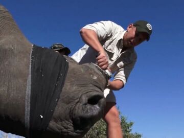 Así descuernan a los rinocerontes en Sudáfrica para salvarlos