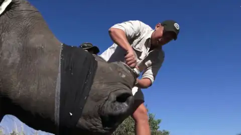 Así descuernan a los rinocerontes en Sudáfrica para salvarlos Así descuernan a los rinocerontes en Sudáfrica para salvarlos