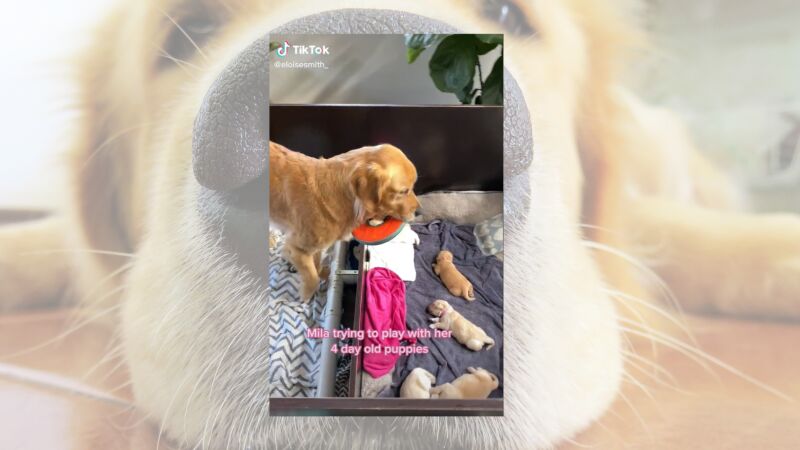 El tierno momento de una perrita que quiere jugar con sus cachorros recién nacidos dormidos