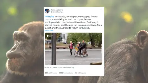 Chichi, el chimpancé viral Chichi, el chimpancé viral