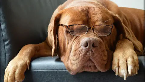 Un usuario habitual de las gafas. Un usuario habitual de las gafas.