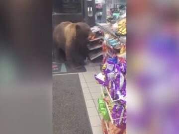 Un gigantesco oso entra en una tienda de California y roba chocolatinas