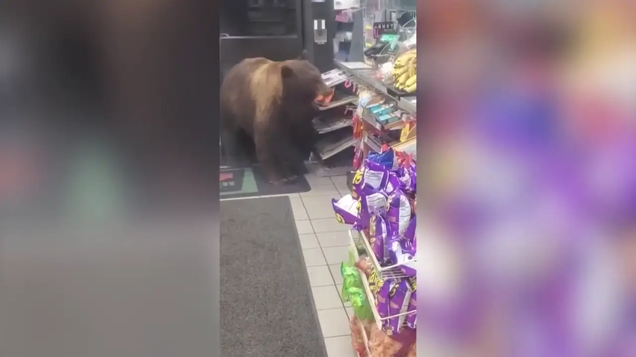 Un gigantesco oso entra en una tienda de California y roba chocolatinas