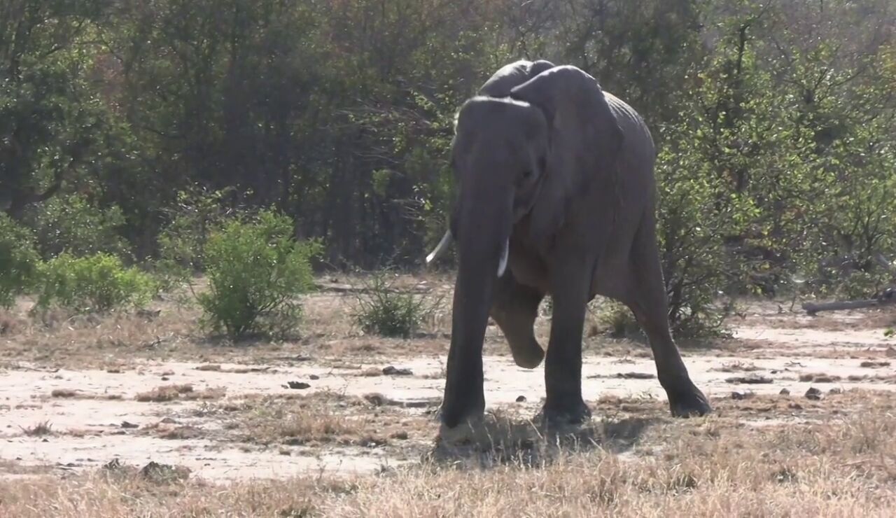 Descubren a un elefante salvaje de tres toneladas con sólo tres piernas