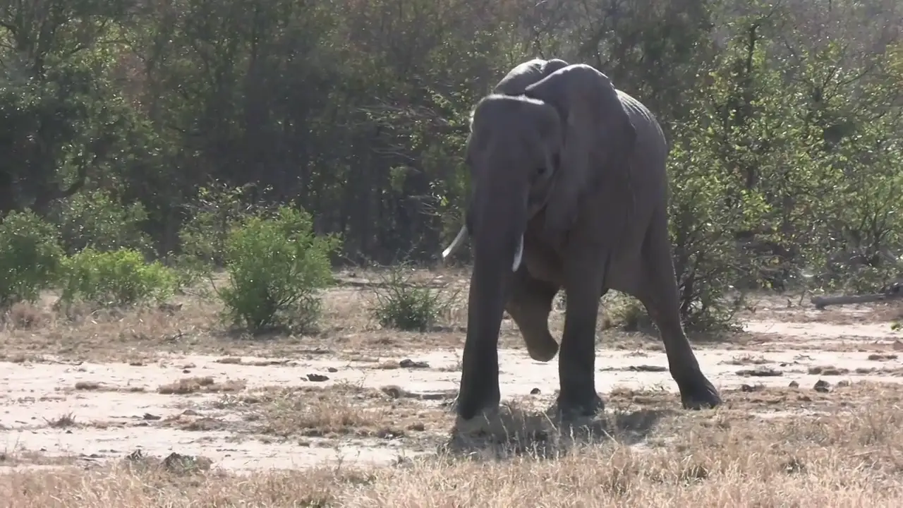 Descubren a un elefante salvaje de tres toneladas con sólo tres piernas