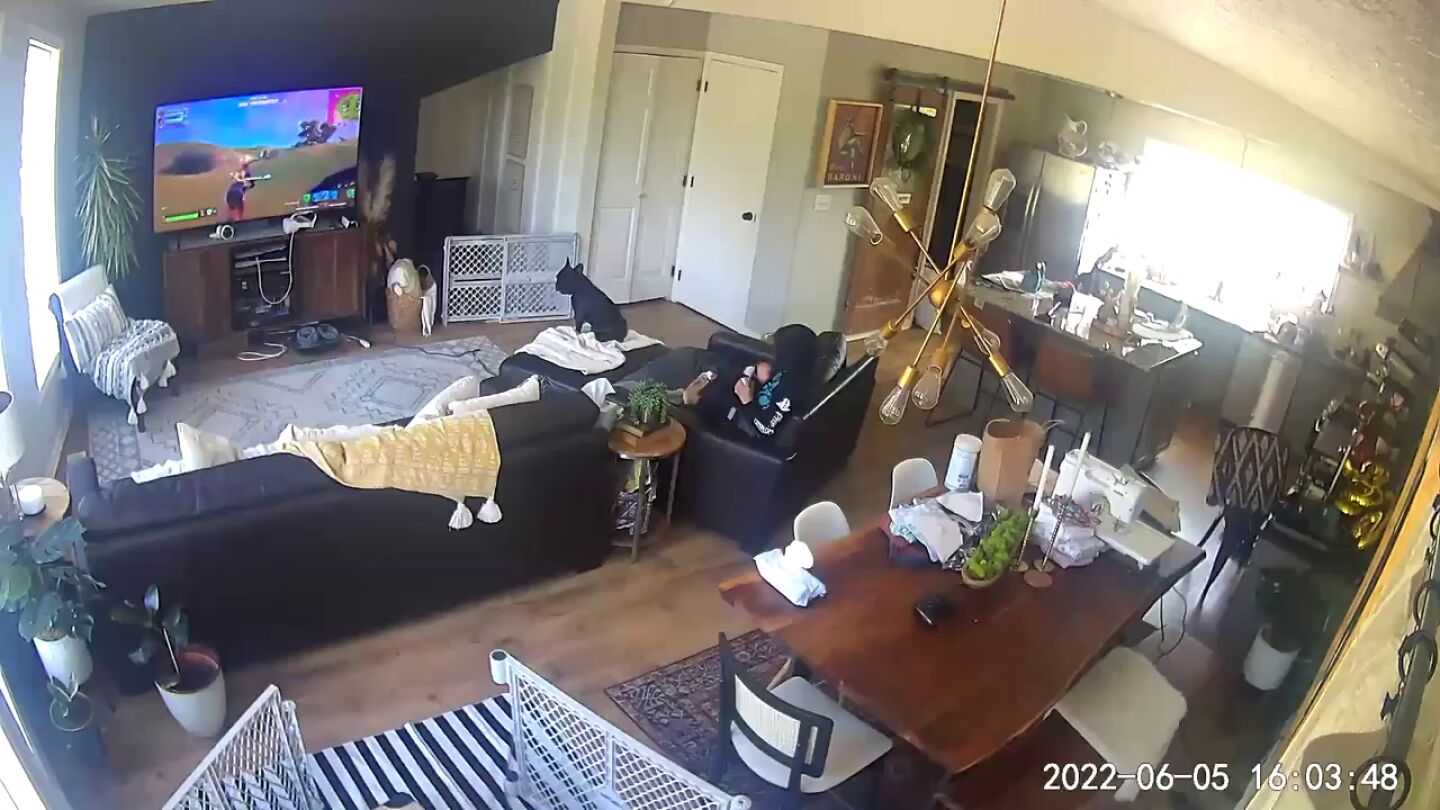  El divertido momento en que un niño se vuelve loco cuando su perra se pone de parto encima suyo