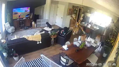 El divertido momento en que un niño se vuelve loco cuando su perra se pone de parto encima suyo El divertido momento en que un niño se vuelve loco cuando su perra se pone de parto encima suyo