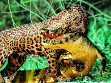 Jaguar ataca a un caimán