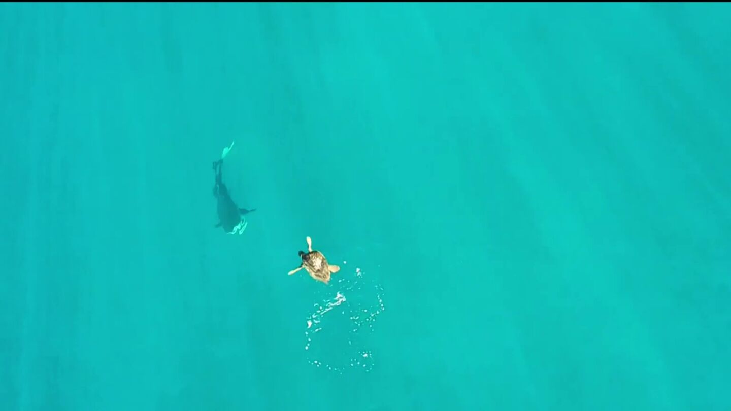 Una astuta tortuga marina elude el ataque de un hambriento tiburón