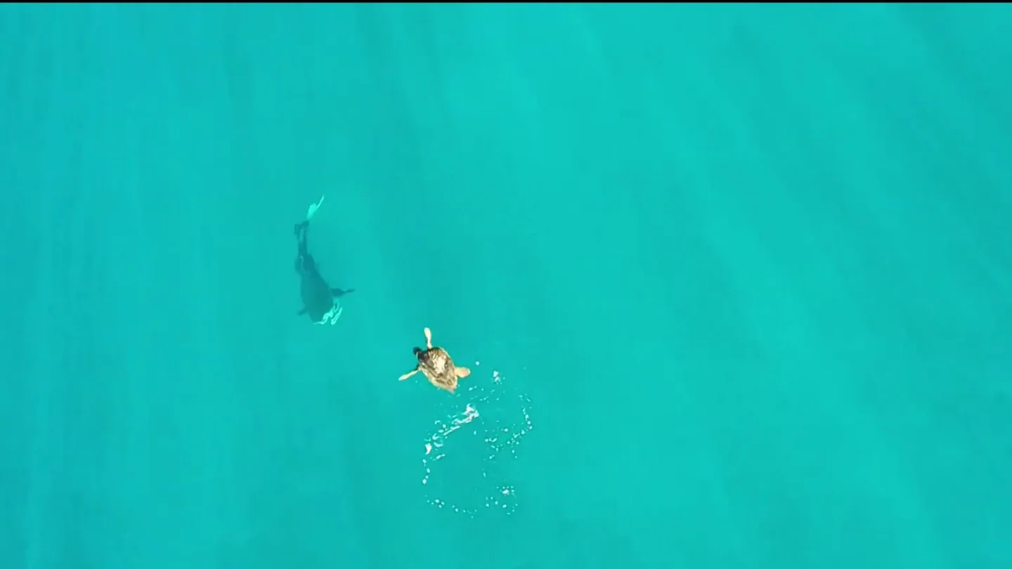Una astuta tortuga marina elude el ataque de un hambriento tiburón Una astuta tortuga marina elude el ataque de un hambriento tiburón
