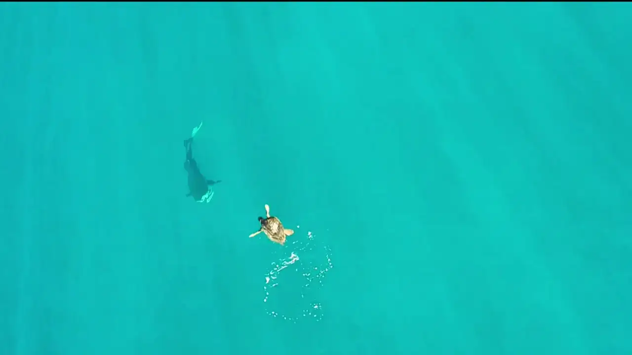 Una astuta tortuga marina elude el ataque de un hambriento tiburón