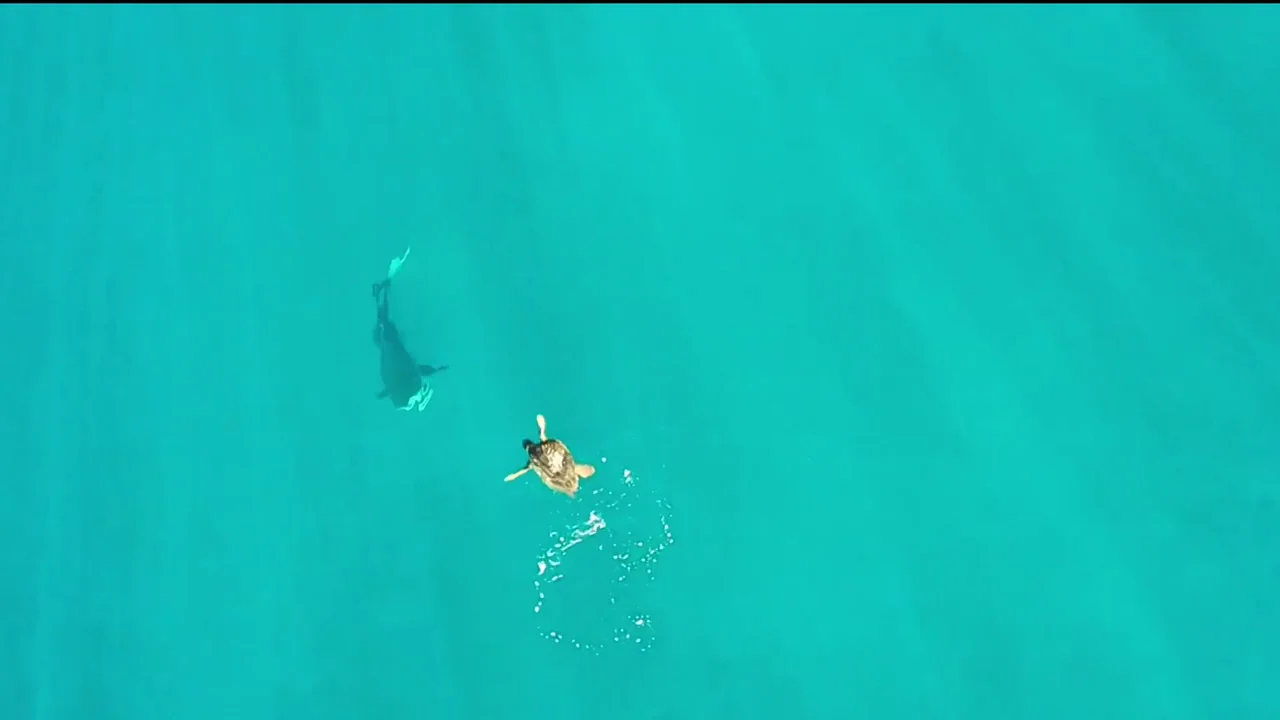 Una astuta tortuga marina elude el ataque de un hambriento tiburón Una astuta tortuga marina elude el ataque de un hambriento tiburón
