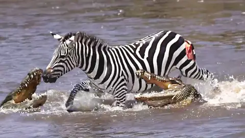 Cebra escapa de cinco cocodrilos Cebra escapa de cinco cocodrilos