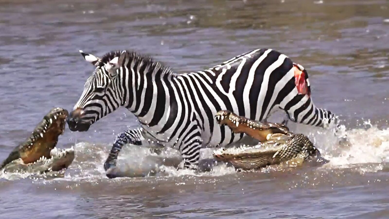 Una valiente cebra pelea contra cinco cocodrilos y sobrevive