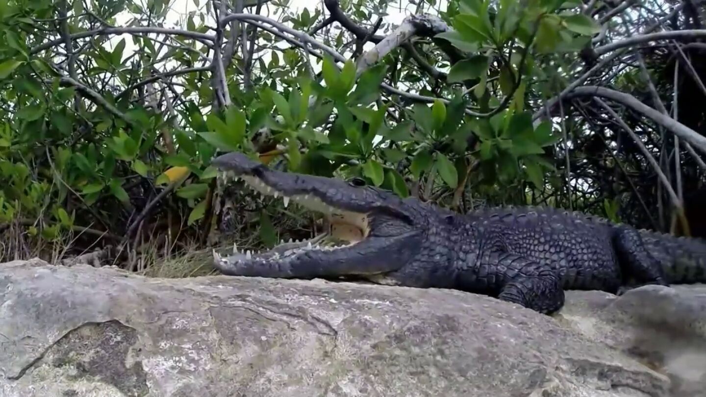 Un anciano no tiene miedo de ba&ntilde;arse entre cocodrilos en Mexico