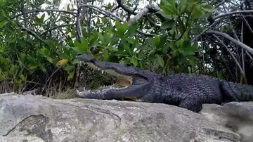 Un anciano no tiene miedo de bañarse entre cocodrilos en Mexico