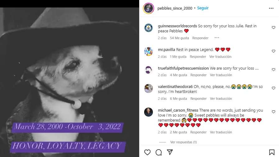 Muere a los 22 años Pebbles, el perro más viejo del mundo