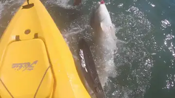 Un kayakista estadounidense es embestido por tiburón de más de dos metros
