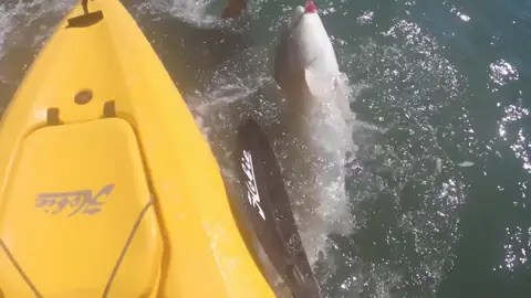 Un kayakista estadounidense es embestido por tiburón de más de dos metros Un kayakista estadounidense es embestido por tiburón de más de dos metros