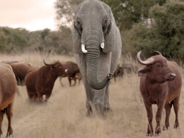 Una elefanta entre búfalos