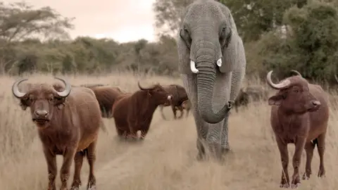 Una elefanta entre búfalos Una elefanta entre búfalos